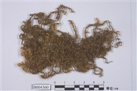 藏品(毛邊光萼蘚)的圖片